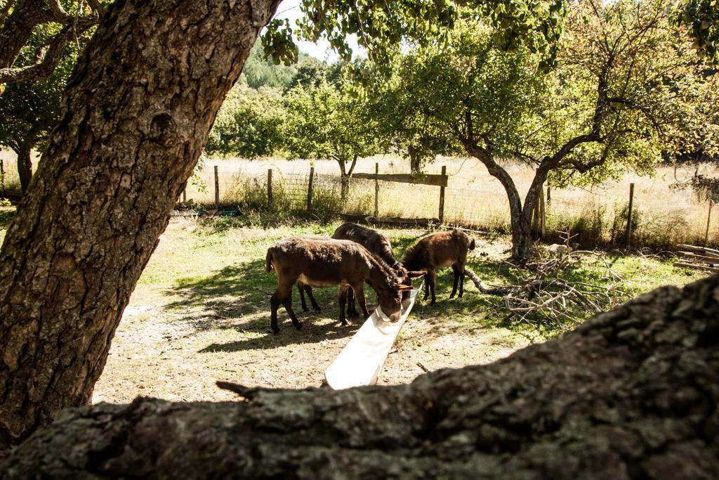 La Taverna Dei Briganti Hotel Cotronei Luaran gambar