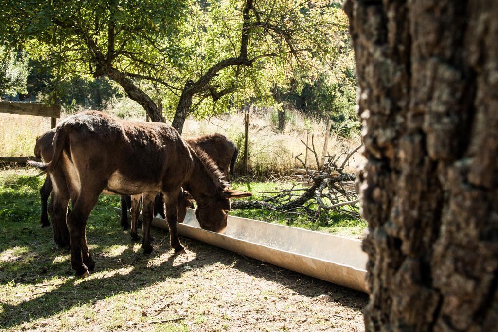La Taverna Dei Briganti Hotel Cotronei Luaran gambar